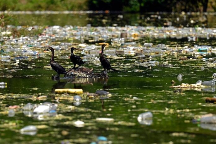 Plastic garbage covers Central American rivers, lakes and beaches