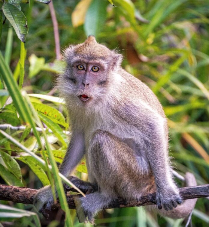 In Singapore, macaque sneaks into fruit stall to steal Musang King over four days