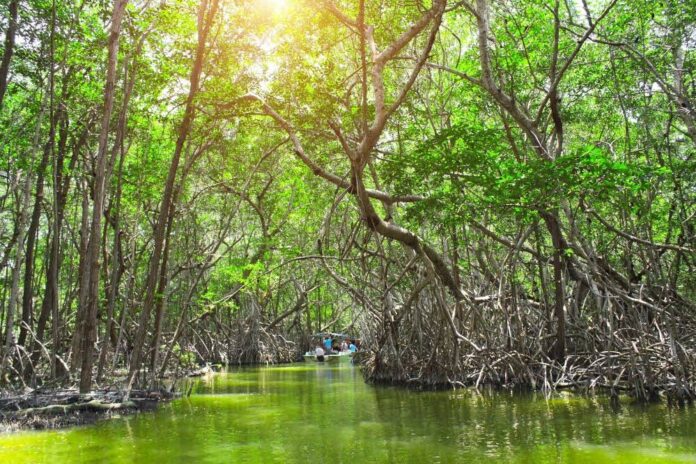 These Mexican mangroves have been capturing carbon for 5,000 years