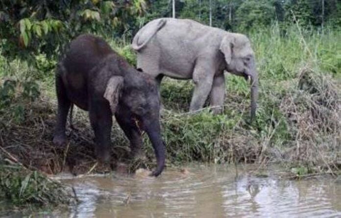 Sabah making early effort to keep Borneon wild cattle and elephants from going extinct