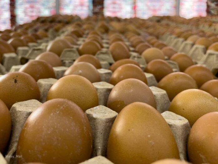 Domestic Trade Ministry: Shortage of chicken eggs in some areas only temporary
