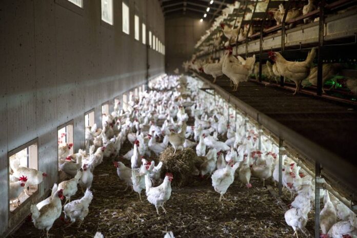 Swiss on course to reject initiative to ban factory farming