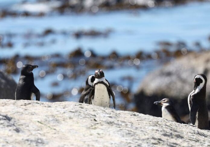 More penguins dying from avian flu at Cape Town's Boulders beach colony