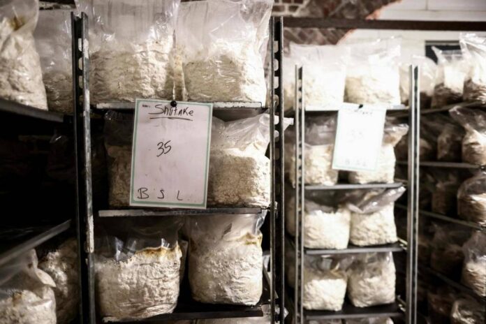 Spore the merrier: Boom in mushrooms grown on Belgian beer
