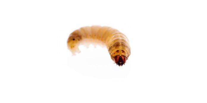 Plastic gobbling enzymes in worm spit may help ease pollution