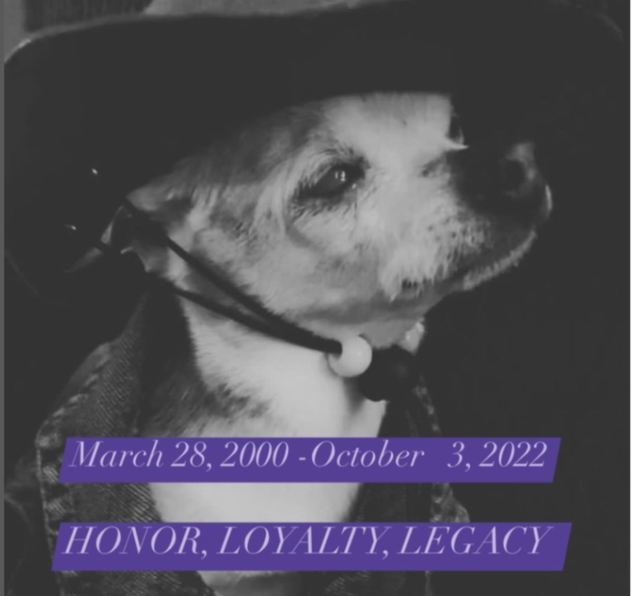 Pebbles, world's oldest dog, dies at age 22