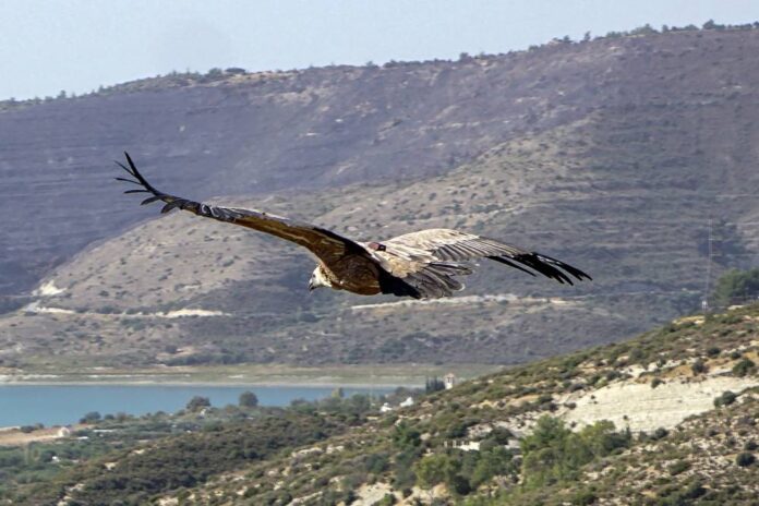 Nature's cleaners: Cyprus returns rare vultures to wild