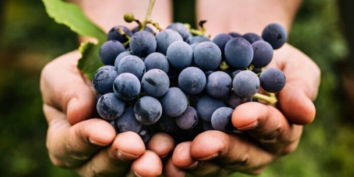 Try a grape cleanse for a natural way to detox