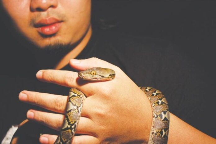 India seizes over 600 exotic animals including pythons and iguanas smuggled from Malaysia