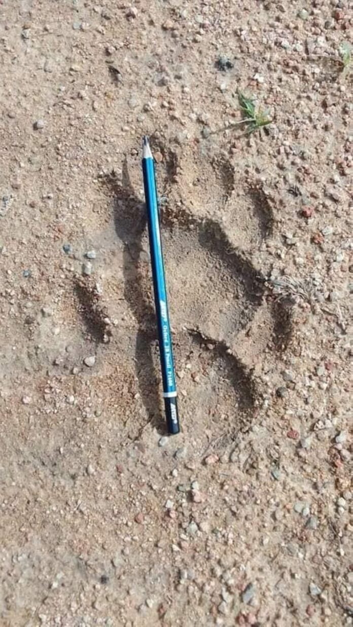Perhilitan confirms discovery of tiger tracks in Felda Ulu Tebrau