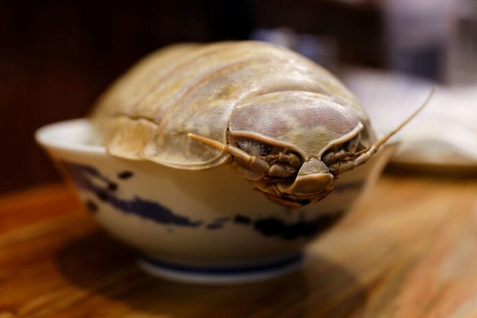 Taipei restaurant dishes up giant isopod noodles for adventurous patrons