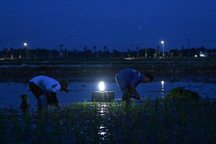 Vietnam farmers planting in the dark as heatwave looms