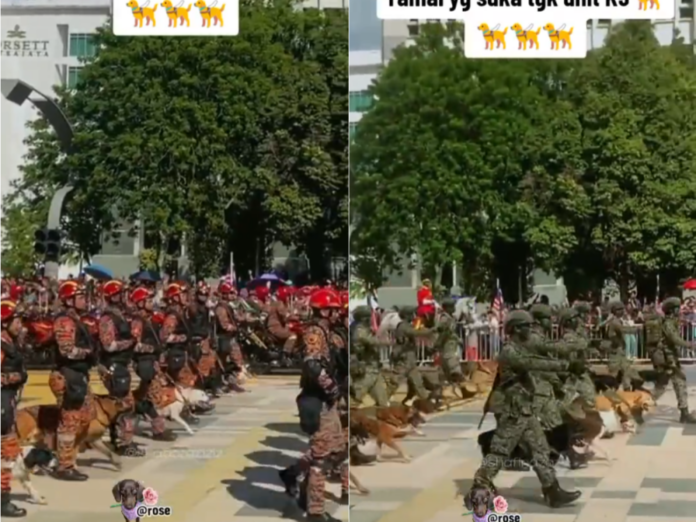 Forty canine heroes share spotlight at National Day parade in Putrajaya, applauded online (VIDEO)