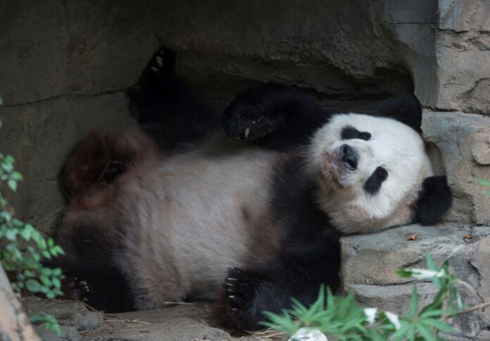Not so black and white? Panda fibs fuel anti-US vibe in China