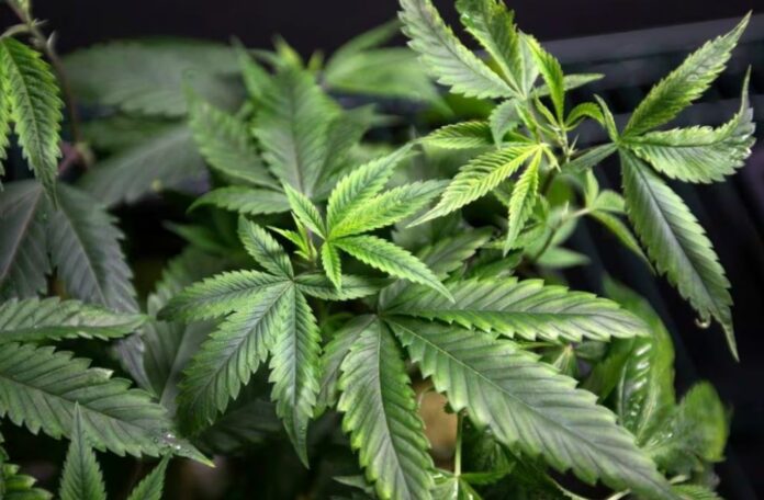 Khairy: Up to new health minister to decide medical marijuana plans