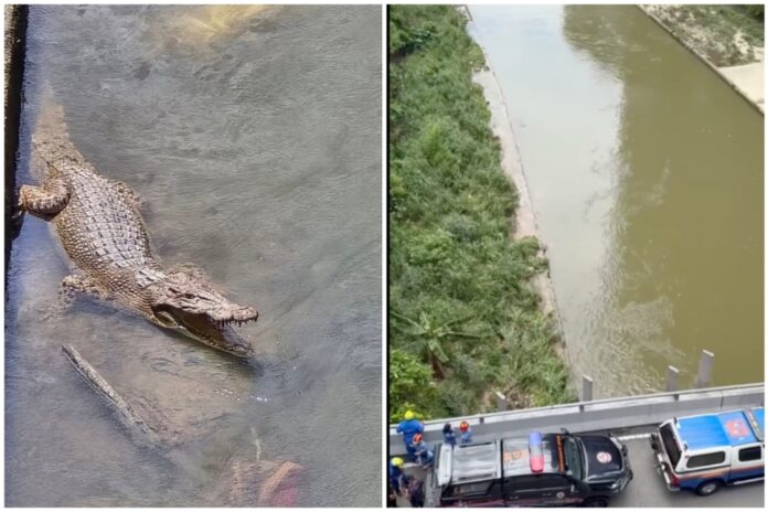 Trap set with live chickens as crocodile hunt enters sixth day in Sungai Klang