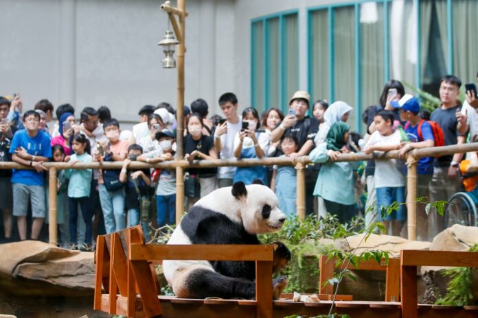 Malaysia to receive pandas under new 10-year conservation deal with China, says Nik Nazmi