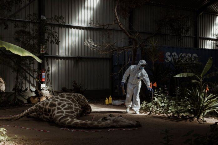 Inside South Africa’s wildlife CSI school helping to catch poachers