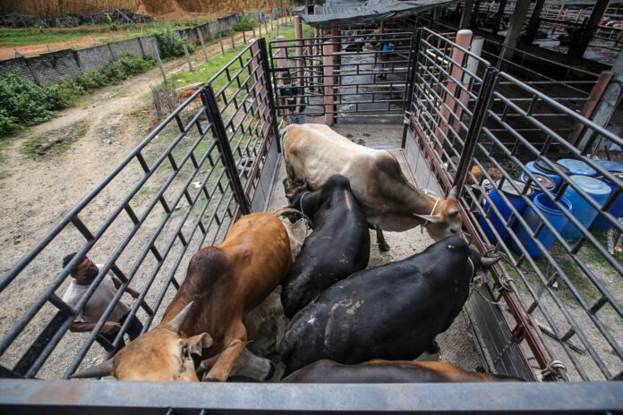 No anthrax cases in Malaysia to date, Vet Dept urges vigilance after deadly outbreak in Thailand