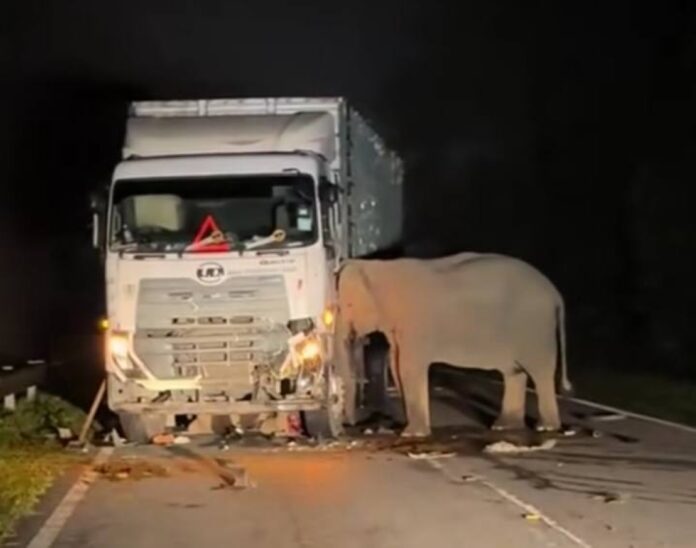 A mother’s love: Emotional video shows elephant’s struggle to save her calf after Gerik accident