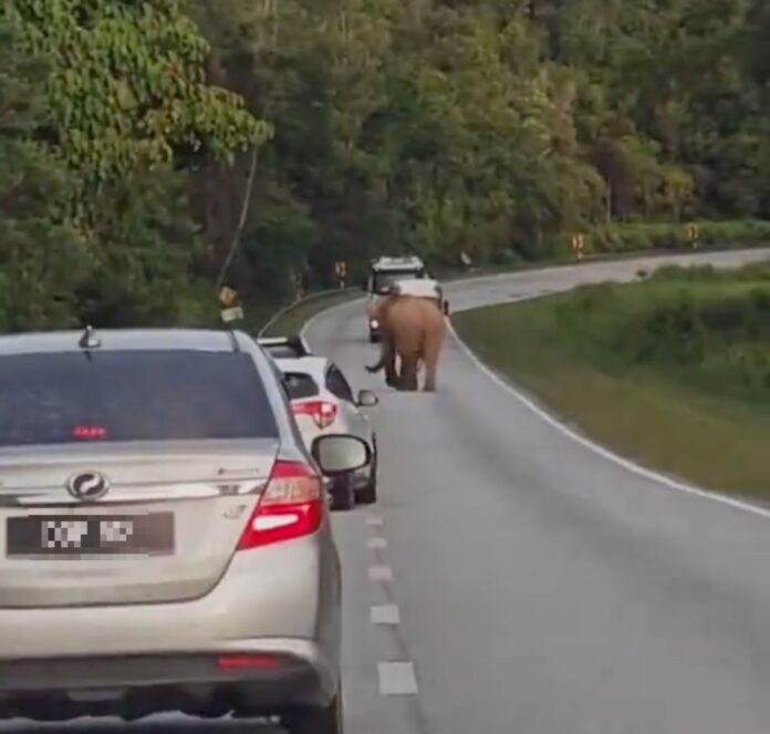 Not the same elephant: Perhilitan dispels new viral clip, confirms grieving mother has rejoined herd