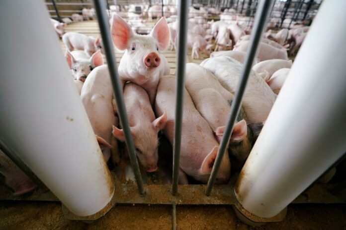 Malaysia remains free of pig-related Streptococcus suis infections amid Thai health warning, says Vet Dept