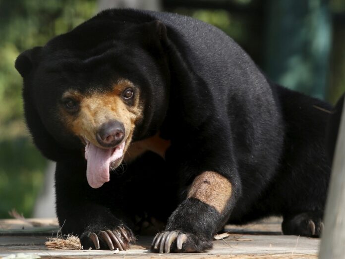 Kelantan sun bear sightings spark fear among 3,000 Taman Agropolitan residents