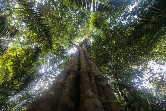In Sabah, man caught logging, burning and farming in protected Lahad Datu area