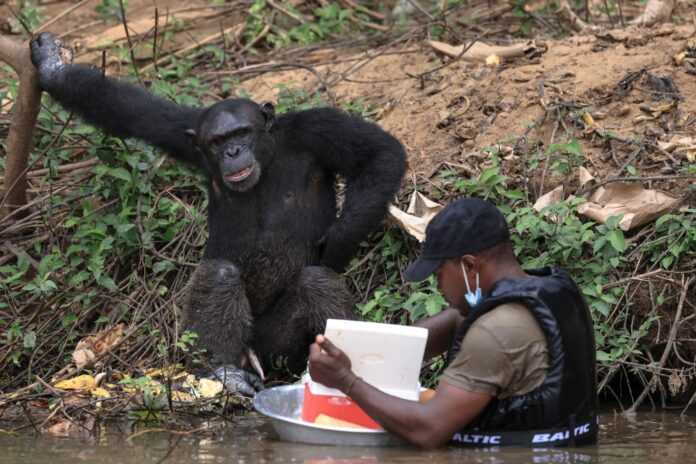 Blame it on the bananas: Chimps may be behind our love of booze