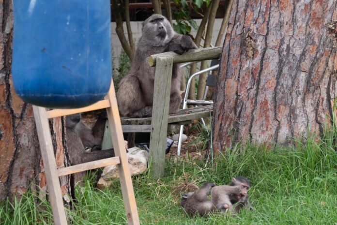 Sibling rivalry goes wild: Namibia study spots jealousy among young baboons