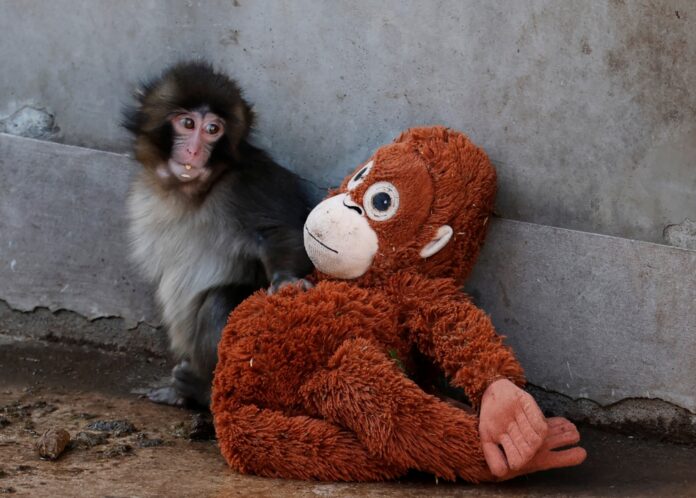 Punch the snow monkey is a global star — his wild cousins are being culled for stealing crops