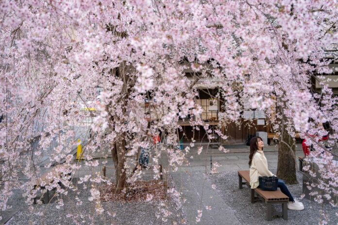 Cherry blossom season peaks in Japan as locals and tourists gather for spring spectacle