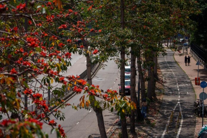 Hong Kong’s ‘hero trees’ lose their glory as climate warms
