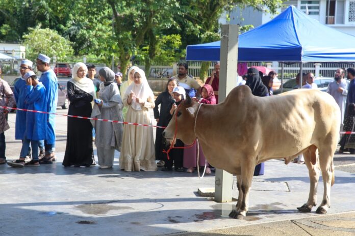 Strict quarantine clears 27,000 cattle from Thailand for Aidiladha, says quarantine department