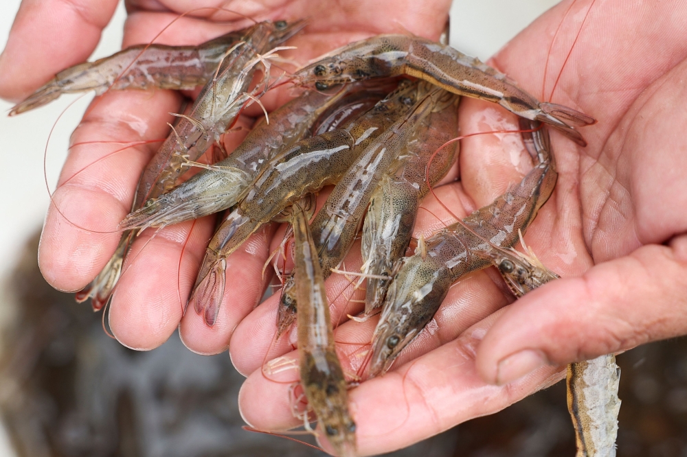Is your shrimp from Thailand? What Malaysia's import ban means for consumers and Thai farmers