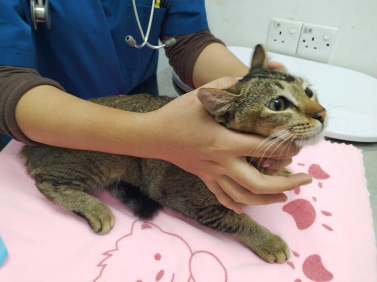 How ordinary Penangites are taking on the stray cat population, one sterilisation at a time