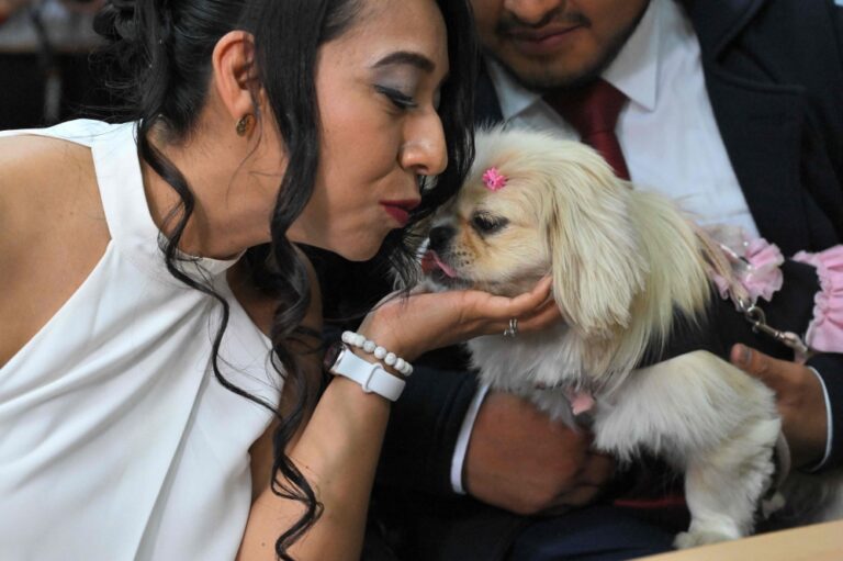 Till death do us bark: Pets serve as witnesses at Ecuador weddings