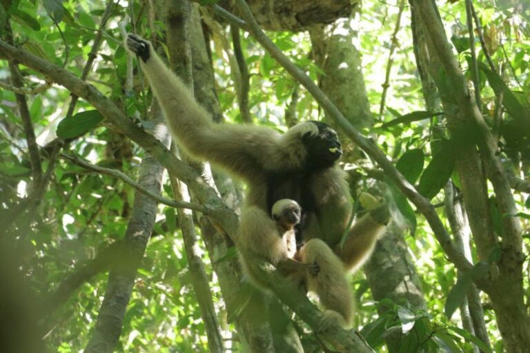 Angkor Wat celebrates new gibbon birth, warns tourists against feeding monkeys