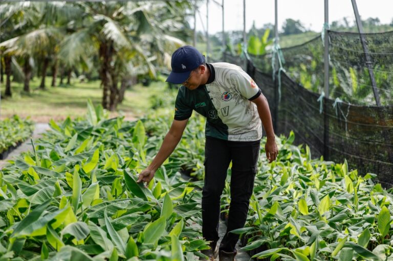 Can Selangor feed itself? Food Valley harvests 10 tonnes as state builds three-month food buffer