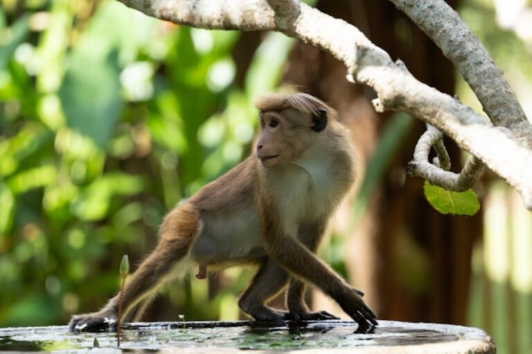 Perak launches operation after rise in wild monkey complaints at Sungai Perak R&R