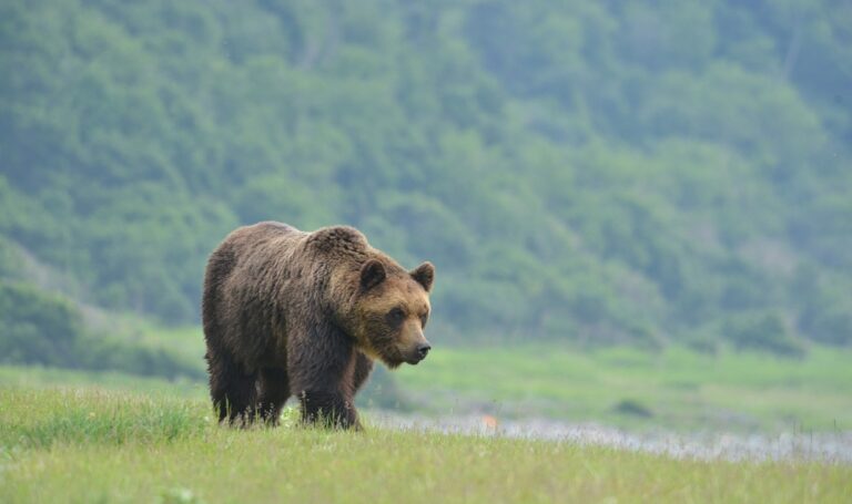 Japan family finds bear inside kitchen after animal breaks into home and raids fridge
