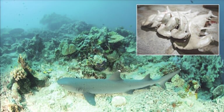Sabah’s seas send an SOS as sharks disappear and rays take their place
