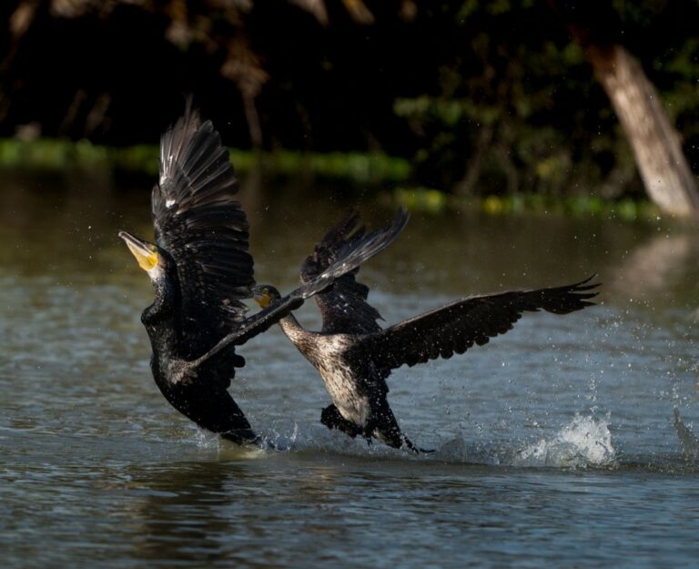 Chainsaw massacre or nature’s balance? Europe’s cormorant comeback sparks bitter fish wars
