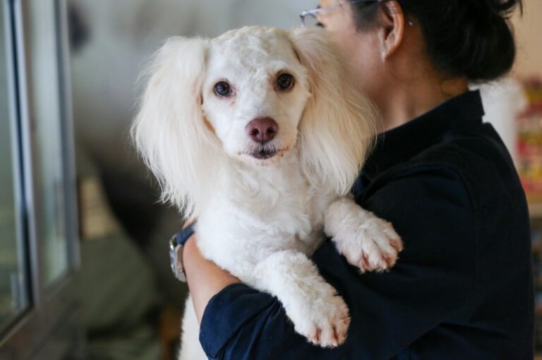 Pet project in Parliament: Government weighs fund and tax breaks for animal welfare