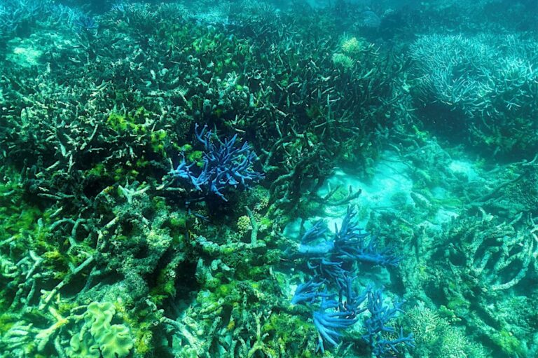 Australia’s Great Barrier Reef could face ‘ecosystem collapse,’ scientists warn