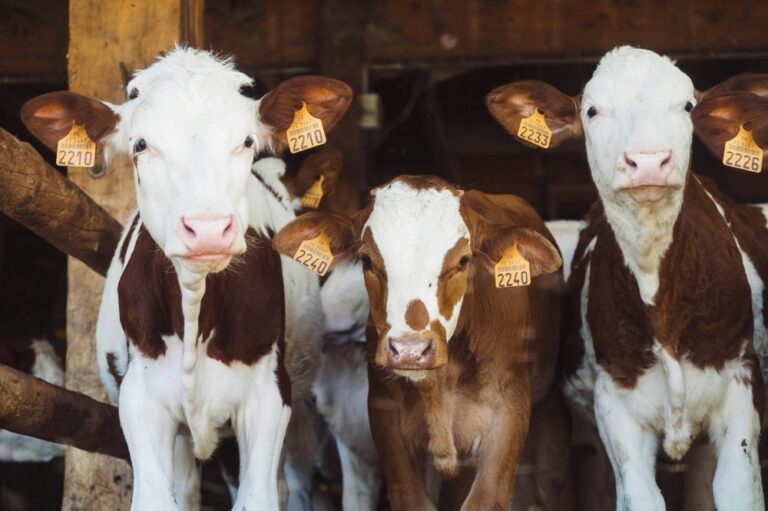 Sabah aims to boost local meat supply threefold by 2030