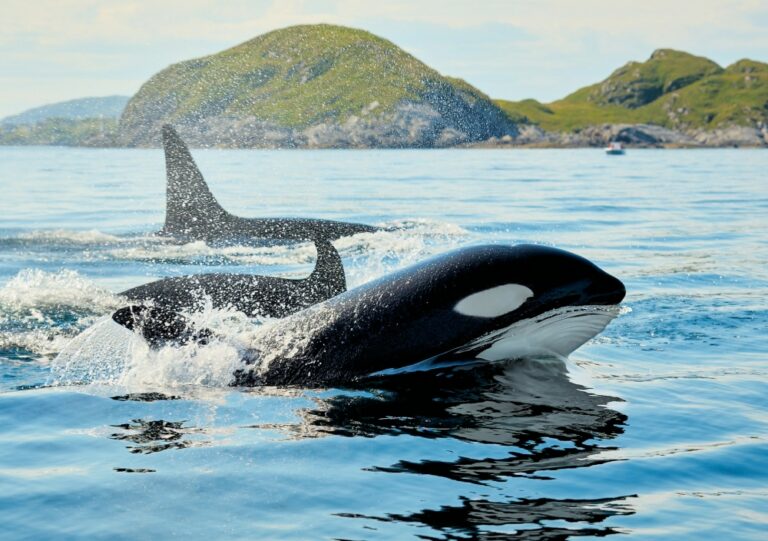 Orcas blow sunfish apart, researchers say it’s feeding frenzy — or just for fun