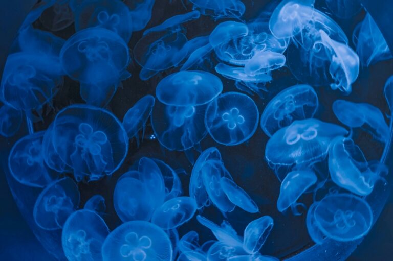 The hidden danger thriving in Malaysian waters: Why jellyfish are becoming more common