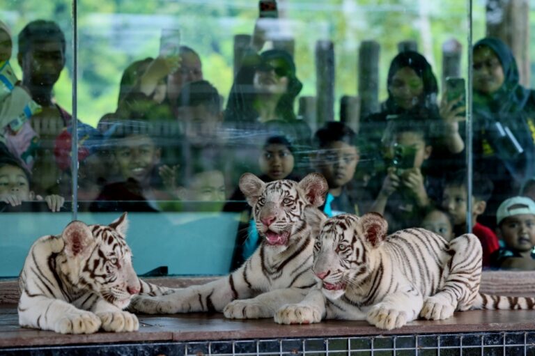 Kemaman Zoo marks rare birth as three White Bengal tiger cubs debut as newest attraction