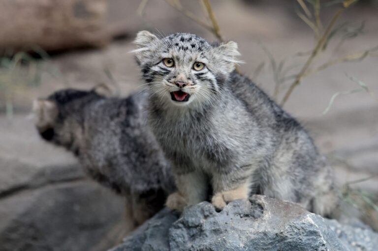 Five Pallas’s cat kittens dubbed world’s grumpiest felines go on display in Japan